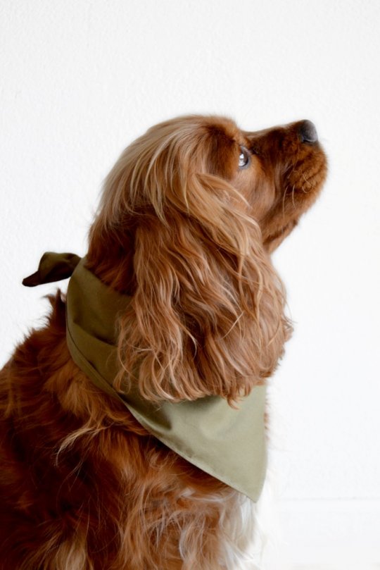 Hunde-Bandana 